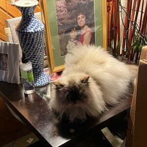 Meet your Posher, Anne